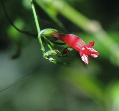 Ruellia angustiflora