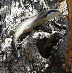 Trachylepis binotata