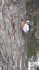 Dendrocopos major