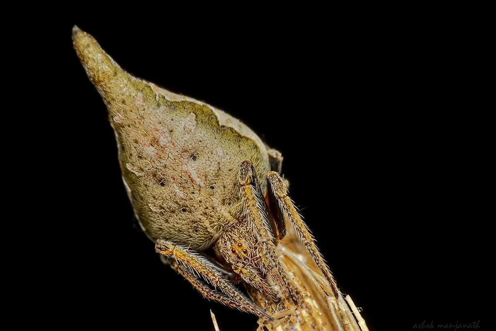 Sorting Hat Spider