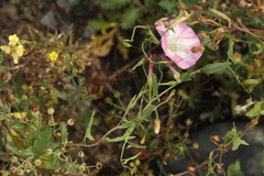 Convolvulus chinensis