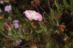 Convolvulus chinensis