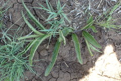 Crabbea angustifolia