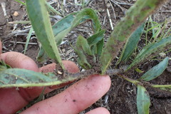 Crabbea angustifolia