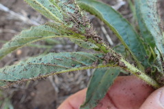 Crabbea angustifolia