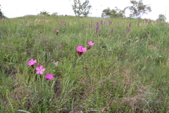 Dianthus membranaceus
