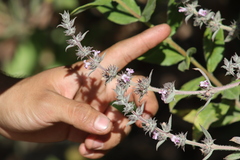 Hyptis rhytidea