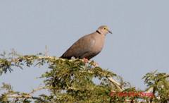 Streptopelia xanthocycla