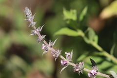 Hyptis rhytidea