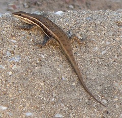 Trachylepis damarana