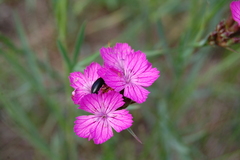 Dianthus membranaceus
