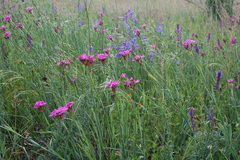 Dianthus membranaceus