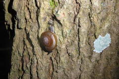 Quantula striata