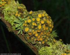 Teloschistes hypoglaucus