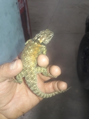 Sceloporus torquatus