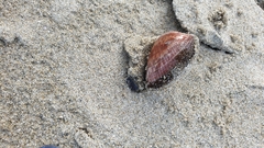 Glycymeris glycymeris