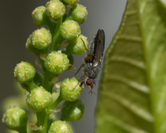 Gonatherus planiceps