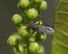 Gonatherus planiceps