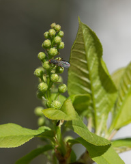 Gonatherus planiceps