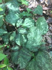 Pachysandra procumbens