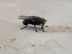 Sarconesia chlorogaster