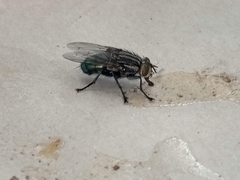 Sarconesia chlorogaster