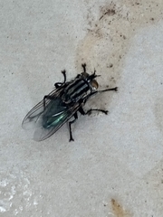 Sarconesia chlorogaster