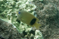 Plectroglyphidodon johnstonianus