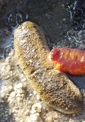 Holothuria scabra