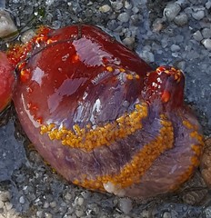 Pseudocolochirus violaceus