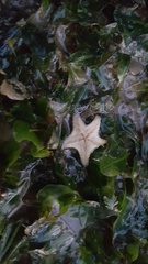 Goniodiscaster scaber