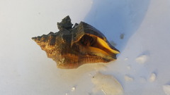 Clibanarius infraspinatus