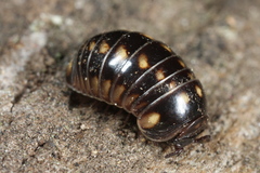 Glomeris tetrasticha