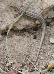 Trachylepis elegans