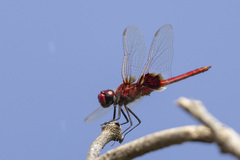 Urothemis assignata