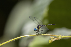 Notiothemis robertsi