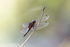 Hadrothemis coacta