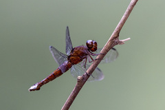 Hadrothemis coacta