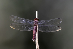 Hadrothemis coacta