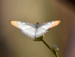 Mestra hersilia apicalis