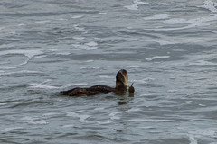 Image of Somateria mollissima