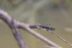 Notiothemis robertsi