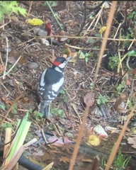 Dendrocopos major