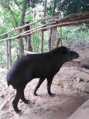 Tapirus
