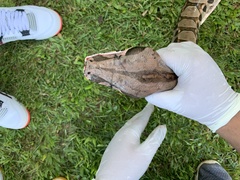 Boa constrictor