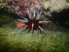 Phyllacanthus irregularis
