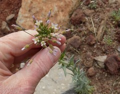 Boechera centrifendleri