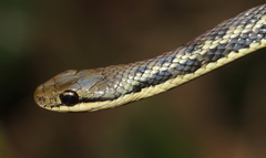 Thamnosophis epistibes