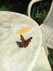 Polygonia c-album