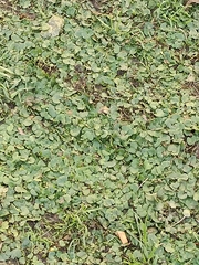 Dichondra micrantha